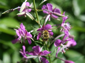 Bees are a very important part of our ecosystem. (Photo courtesy Carla Mueller)