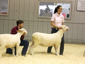 Jess Verstappen, 17, (right) and Roy Verstappen, 12,  from High Prairie, were both first-time participants in the Provincial 4-H sheep show and Summer Synergy events held in Olds. They did very well and scored high in a number of the events. They were rewarded with scholarships through the Calgary Stampede International Youth Livestock Program. (Louise Liebenberg/Special to Peace Country Sun)