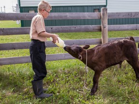 Diedrick Gerbrandt, 11, gives a calf some breakfast on a July morning on his LaGlace area farm. The calf, born June 23, is being fed by hand, so its mom, a dairy cow, will let her milk down for the Gerbrandt family. (Randy Vanderveen/Special to Peace Country Sun)