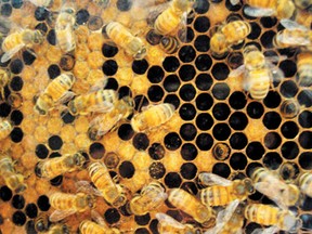 Along with recycling plastic bags and a butterfly garden Woodlands School has a beehive that they use to teach students about environmental awareness