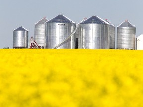 These granaries almost appear to gleam in anticipation of the stock they will store from a golden canola field this fall. (Randy Vanderveen/Special to DHT)
