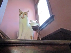 Indoor cats can be the kings and queens of their castles, much like Montgomery, pictured here surveying his kingdom.
