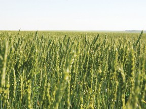 Stephen Tipper VULCAN ADVOCATE Stock photo of Vulcan county crops.