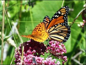 Submitted by Rod Lee
Fritillary and Monarch