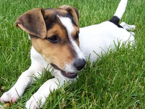 Jack Russell terrier (File photo)