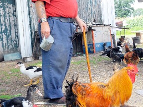 Larry Helmer, a hobby farmer west of Delhi, lost eight roosters and a chicken in a theft overnight Sunday. Helmer considered the animals to be pets. (DANIEL R. PEARCE Simcoe Reformer)