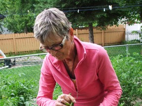 Lena Meier prunes her tomato plants to hurry them along into forming fruits. The Singing Gardener says tomato leaves can be used to advantage at controlling insect pests and tells how. (Ted Meseyton/Submitted Photo)