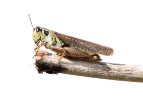 Grasshoppers have been seen in abundance both in the county and in the city this summer. (DHT file photo)