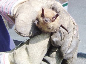 An Ottawa Public Health official with a bat dropped off at the Wild Bird Care Centre in 2012. The bat tested positive for rabies.
QMI Agency (Photo courtesy of Humane Wildlife Control)