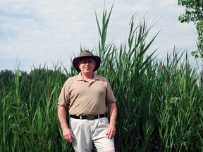 Bill Sandison stands by a group of plants near his home on the Lake Margaret shoreline in St. Thomas. Sandison believes the plants are an invasive species that are destroying the local habitat.