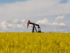 Surrounded by a yellow canola field in full bloom, a pump jack works methodically near Bad Heart. The canola fields across the Peace are in full bloom with the crop showing early signs of good quality, say experts. (Randy Vanderveen/Special to Peace Country Sun)