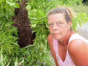 Judy Garniss of La Salette inspects the honeybee swarm she discovered near her home this week. As many as 30,000 honeybees can gather in a swarm as they search the countryside for a new hive. (MONTE SONNENBERG Simcoe Reformer)