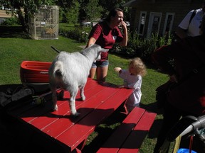 Wagging its tail, this friendly goat was enamoured with the people at Happy Acres on Thursday, July 25. The little guy tried to eat everything it could find until this girl captured its attention. The two were buddies for the rest of the trip. - April Hudson, Reporter Examiner