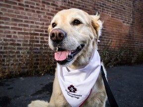 Sandy, a therapy dog through St. John Ambulance, will be helping children with their reading skills through a program with the Family and Children's Services of Frontenac, Lennox and Addington. 
Sam Koebrich for The Whig-Standard