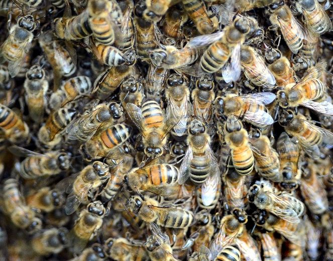 Ontario beekeepers are looking at a class action lawsuit against