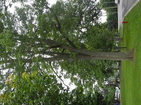 This ash tree in Town Hall Park is one of 21 on municipal property.   WAYNE LOWRIE Gananoque Reporter