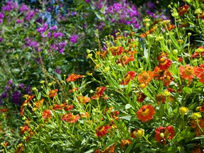 After the summer flowers have faded, it is time to divide some perennials. Division pays dividends when plants get crowded and they lack the energy. QMI Agency photo)
