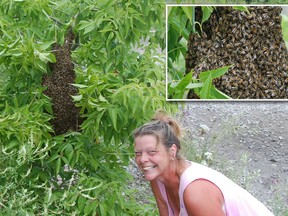 Judy Garniss nervously approaches the honeybee swarm she found near her home in La Salette. A swarm is a large group of worker bees and one queen bee that have split from a hive once it has grown too large. They will attach themselves to a tree or shrub while they scour the area for a new home.