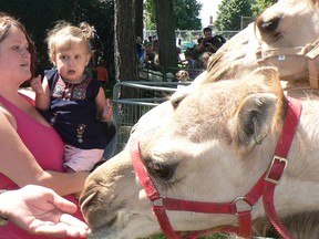 Tammy O'Neil and her daughter Sophia of North Bay keep a watchful eye Saturday, on a pair of camels at the petting zoo during Summer in the Park celebrations.