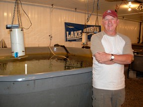 Manager AlanWilkins checks a tank of brown trout at the hatchery on July 30, 2013. The tanks each thousands of fish which are fed by automatic feeders above each tank. (ALANNA RICE/KINCARDINE NEWS)