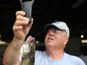 Paul DeVlught with the Bluewater Anglers weighs a walleye at the club's annual derby in this 2011 file photo. About 80 anglers are expected to take part in this year's walleye derby, Aug. 9-10. THE OBSERVER/ QMI AGENCY