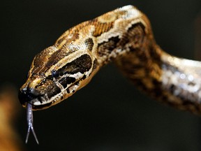 An African Rock Python is photographed at Little Ray's Reptile Zoo Tuesday, August 6, 2012.  Darren Brown/ QMI Agency