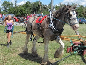 Sarah Nixon of Hagersville drives this draught horse as it delivers power to an old threshing machine in Jarvis on the weekend. The demonstration of old farming practices was staged by the Walpole Antique Farm Machinery Association. (MONTE SONNENBERG Simcoe Reformer)
