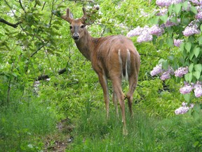 Kenora - Deer