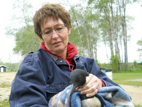 Janice Wright of Clear Hills County with the loon she found stranded on the roadway and returned to the waters of George Lake