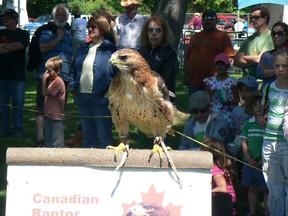 This Red-tailed Hawk was part of a  popular “Birds of Prey” exhibit during Summer in the Park celebrations. The bird is being touted as a candidate to be Canada's national bird by the Canadian Raptor Conservancy. The Loon is Ontario's official bird.