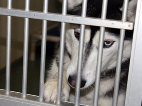 Kitta, a husky cross, was one of dozens of dogs at the Fort McMurray SPCA looking for a home this year. TODAY FILE PHOTO