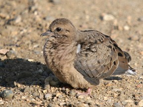 A mourning dove. MIKE DREW/QMI Agency