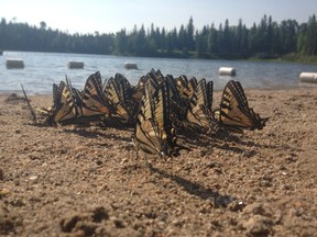 Butterflies gather on the beach in Greenwater Park during the summer of 2012 when the park was still fully operational. (Photo supplied)