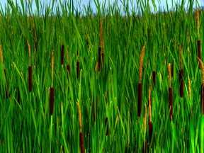 Cattails