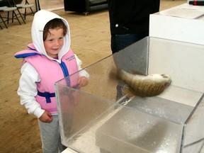 Four-year-old Sophie Flynn laughs as the 1.55 pound bass she caught tries to escape the weighing station. Flynn caught the bass off the main docks at the Kenora Harbourfront while taking part in the KBI Kids fishing on Thursday, August 8. 
GRACE PROTOPAPAS/Daily Miner and News