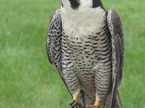 Peregrine falcons nearly died out in Alberta in the 1960s, but projects like the Genesee power station nesting site have helped bring the population back. - Photo Supplied
