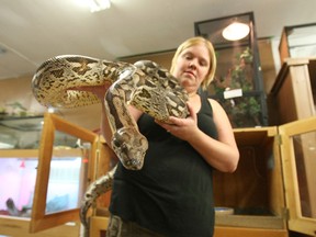 Michelle Villeneuve, owner of Reptiles Plus, holds Lucy, a Dumeril's boa, at her shop on Lakeshore Drive in this file photo. She welcomes a city bylaw on exotic pets.