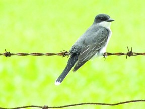 Although many of Ontario?s flycatchers can be a challenge to identify, the Eastern Kingbird, is our largest flycatcher and has a distinctive white band at the tip of its tail. (Photo by Paul Nicholson, Special to QMI Agency)
