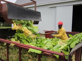 The harvest is underway on most tobacco farms in Norfolk and elsewhere. Preparing leaf for bulk curing at the DeGroote farm in Andy's Corners this week was Andrew Brown of Jamaica. (MONTE SONNENBERG Simcoe Reformer)