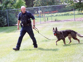 This fall, Cpl. Troy Raddatz and his partner Argo will be an operational team of four years, serving the Grande Prairie RCMP detachment. Once an explosive detection dog,  Argo has been retrained by Raddatz as a narcotics searching dog. According to Raddatz, only purebred German Shepherds are considered for the RCMP Police Dogs Services. Argo trains every day to maintain perfect physical condition and particular personality traits that make him suitable for police work: An even temperament, hunting instinct and sound character are essential. (Caryn Ceolin/Daily Herald-Tribune)