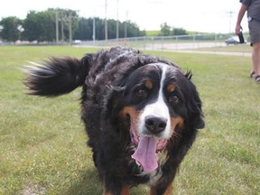 Dogs and their owners alike have been making good use of the Michigan Street off-leash dog park since its June opening.