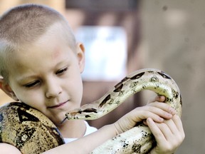 Riley Hodges comfortably handles Copper, a boa constrictor in Chatham, Ont. on Aug. 9, 2013. Hodges' father Dave owns a number of exotic snakes, all of which are handled regularly and used in his educational children's program run through Snake Pit Exotics. Diana Martin/Chatham Daily News/Postmedia Network file photo
