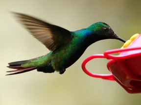 A popular way to lure hummingbirds is to buy a feeder that can be filled with a red-coloured, sweet solution. (Reuters)