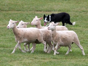 Ella, handled by Kate Collins of Royalston MA, keeps a close eye on the sheep at the 26th Annual Kingston Sheep Dog Trials Festival at Grass Creek Park on Friday.
Ian MacAlpine The Whig-Standard