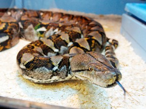 A python snake at Reptile Kingdom, August 6, 2013. (BOB TYMCZYSZNY/QMI Agency)