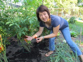 Amy Tan, an English as a second language student at the YMCA Learning and Career Centre in Sarnia, checks out some of the produce in the community garden there. It's tended by both students and staff at the centre on Oakdale Avenue. PAUL MORDEN/THE OBSERVER/QMI AGENCY