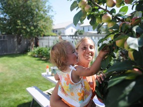 McKenzie Taszlikowicz, 1, and her mother, Jamie, spend a beautiful Friday afternoon picking apples in the south side of Grande Prairie. The weather cooperated for most of the weekend, save for some showers on Sunday, which meant that people could get out and enjoy their gardens and backyards. (Aaron HInks/Daily Herald-Tribune)