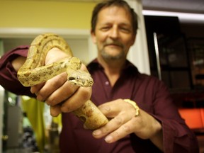 Municipal exotic pet laws have come to the forefront in recent days after last week’s deadly encounter between a large pet python and two young boys in Campbellton, N.B. Ontario is considering creating province-wide legislation for owning exotic pets. Parrots and Poodles pet store owner Walter Palubiskie is seen here holding Monster, a gentle two-foot long red-tailed boa, well under the city’s size limit for non-venomous snakes.