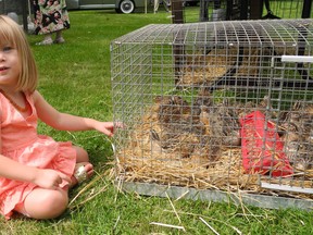 Two-year-old Chloe Johnston is amused by quails that were part of a petting zoo at Summer Fete on Sunday at the Adelaide Hunter Hoodless Homestead. (Susan Gamble, The Expositor)