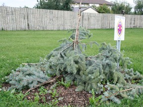 Sometime between Aug. 3 and 4 vandal(s) destroyed a Tree of Peace planted by Drayton Valley United Church’s Canadian Girls in Training program.